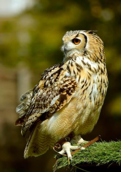 Eurasian Eagle Owl (Bubo Bubo) Perched on a Stand – Free Download