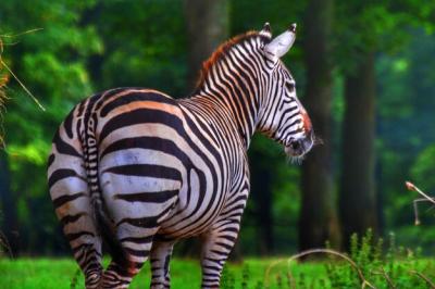 Close-up of Zebra Standing on Grass – Free Download