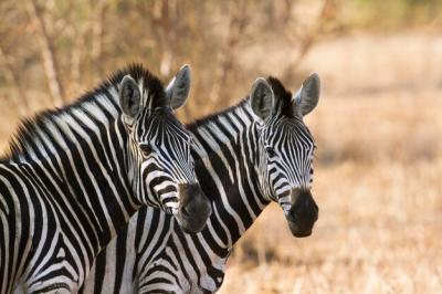 Majestic Zebra in Natural Habitat – Free Download