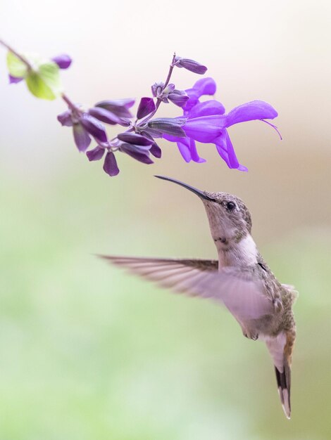 Oasis Hummingbird – Free Stock Photo for Download