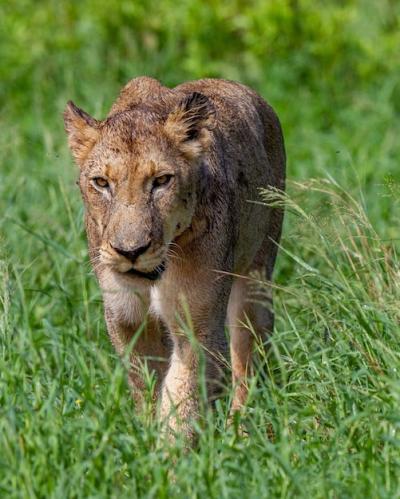 Young Lion Walking on Grass Field – Free Stock Photo for Download