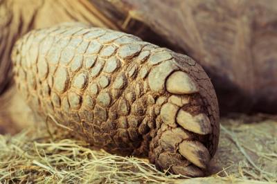 Tortoise: Free Stock Photo for Download