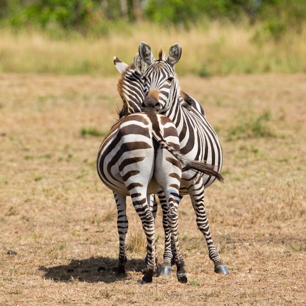 Zebra Couple in Masai Mara National Park, Kenya – Free Stock Photos for Download