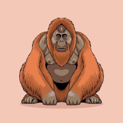 Orangutan Illustration: A Unique Animal Native to Indonesia – Free Download