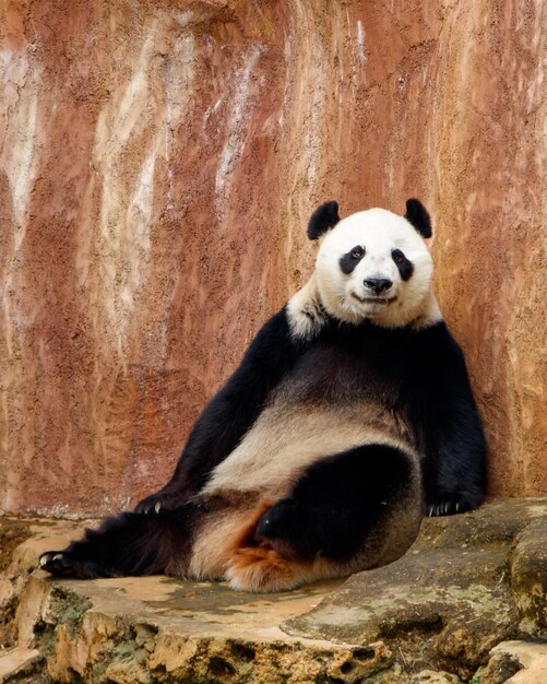 A Giant Panda Resting on a Rock Enjoying the Afternoon – Free Stock Photo, Download for Free