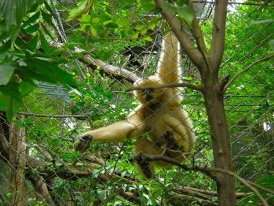 Monkey on Tree in Forest – Free Stock Photo for Download