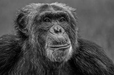 Chimpanzee: Explore Stunning Visuals – Free Download