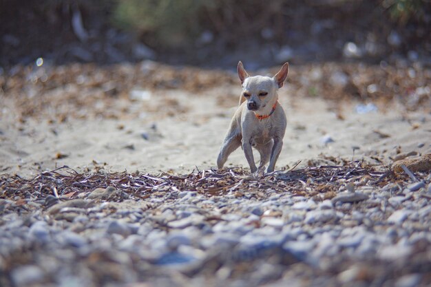 Chihuahua Dog at the Beach: Free Stock Photo for Download