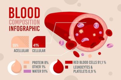 Composition of Blood Infographic – Free Download