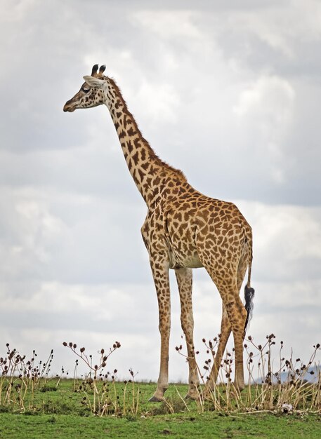 Giraffe in a Field Under a Beautiful Sky – Free Stock Photo for Download