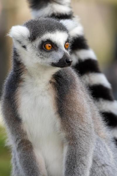 Stunning Close-Up Portrait of a Ring-Tailed Lemur – Free Stock Photo, Download for Free