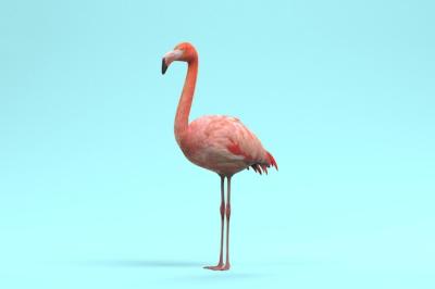 American Flamingo on Sky Blue Background – Free Stock Photo Download