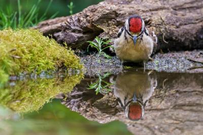 Great Spotted Woodpecker Reflection in Water – Free Download