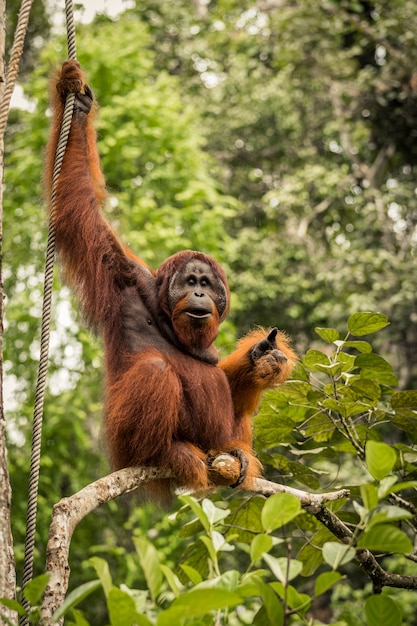 Adult Male Orangutan Resting on a Branch in Borneo, Malaysia – Free Stock Photo for Download