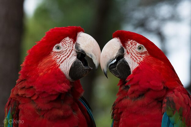 Close-up of Parrot – Download Free Stock Photo