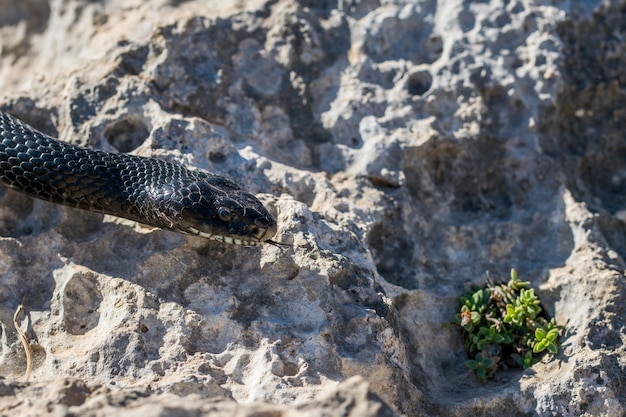 Head of an Adult Black Western Whip Snake (Hierophis viridiflavus) in Malta – Free Download