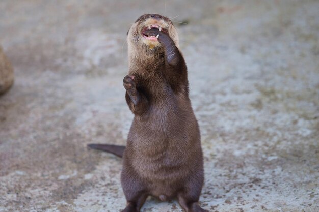 Close-up of an Otter – Free Stock Photo Download for Free