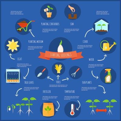 Infographic Set of Seedlings Featuring Watering and Temperature Symbols – Free Download