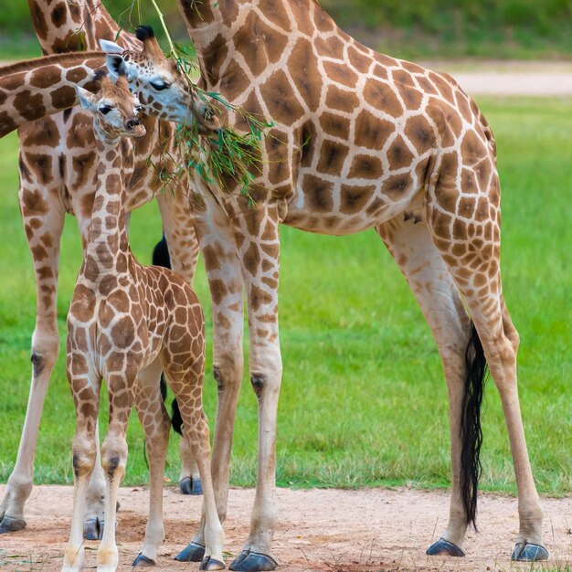 Giraffe Family in a Zoo – Free Stock Photo for Download