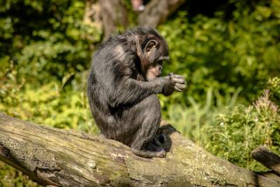 Close-up of Monkey on Tree – Free Stock Photo, Download for Free