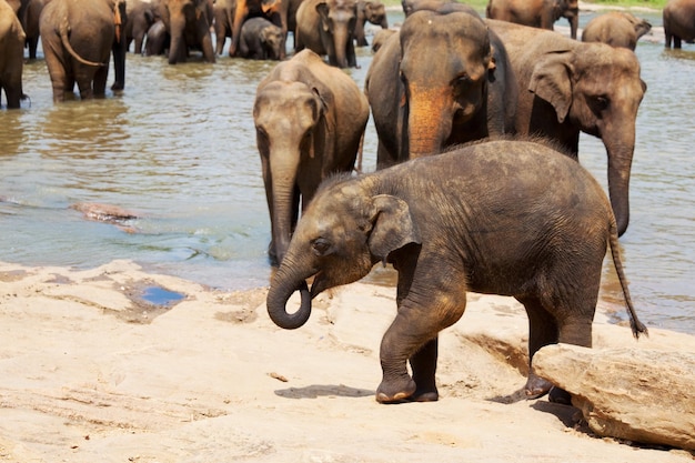 Elephants in Sri Lanka – Free Stock Photo for Download