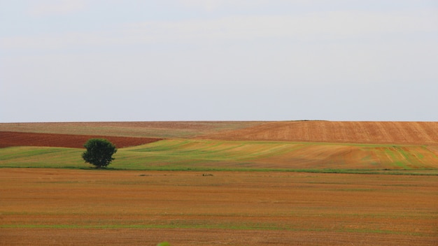 Stunning Single Tree in a Beautiful Landscape Under a Clear Sky – Free Download