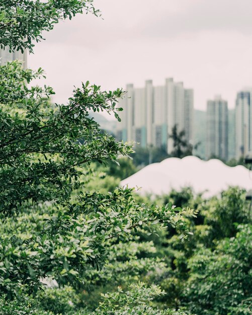 Trees and Buildings Against Sky – Free Stock Photo Download