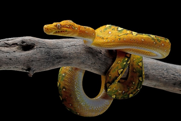 Juvenile Green Tree Python Closeup on Branch with Black Background – Free Download