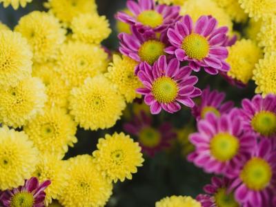 Lovely Purple and Yellow Flowers – Free Stock Photo for Download