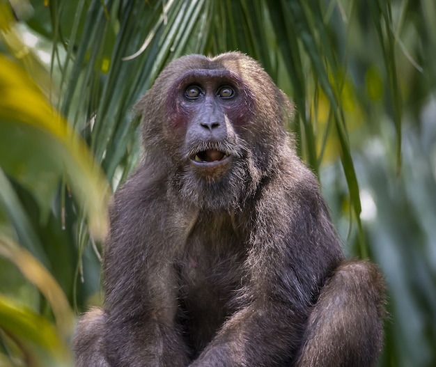 Brown Monkey on Green Leaf Plant – Free Stock Photo for Download