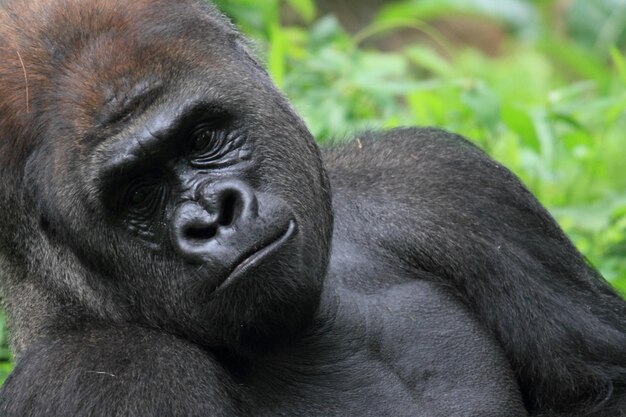 Stunning Close-Up of a Gorilla Face – Free Stock Photo for Download