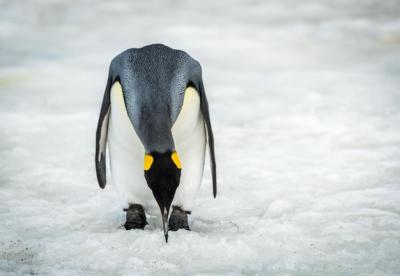 Close-up of Penguin on a Frozen Lake – Free Stock Photo for Download