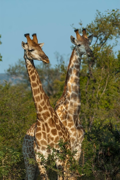 Giraffa in Kruger National Park, South Africa – Free Download