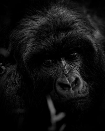 Gorilla Close-up Profile – Free Stock Photo for Download