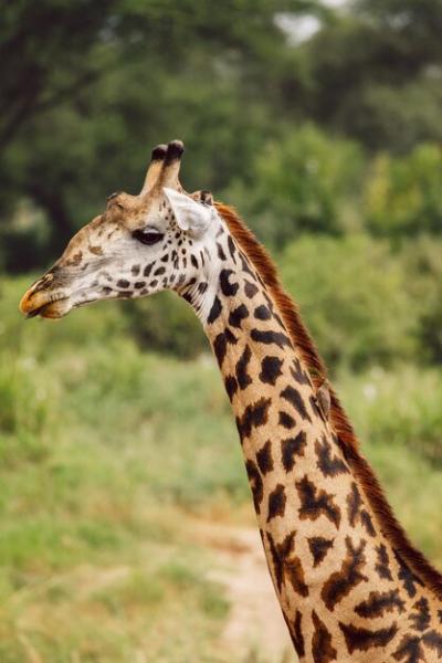 Stunning Close-up of Giraffe – Free Stock Photo for Download