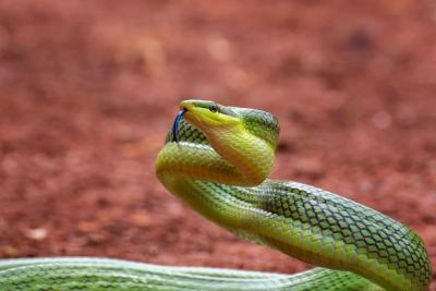 Green Gonyosoma Snake Observing Its Surroundings – Free Download