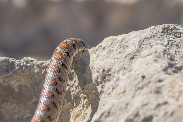 Close Up of Adult Leopard Snake Scales in Malta – Free Download