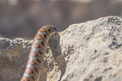 Close Up of Adult Leopard Snake Scales in Malta – Free Download