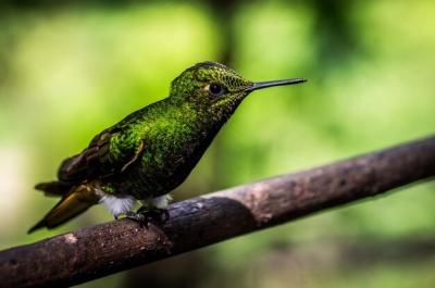 Close-up of a Bird on a Branch – Free Stock Photo for Download