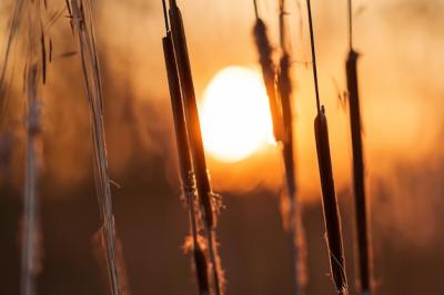 Reed Flowers Illuminated by the Evening Sun – Free Stock Photo, Download for Free