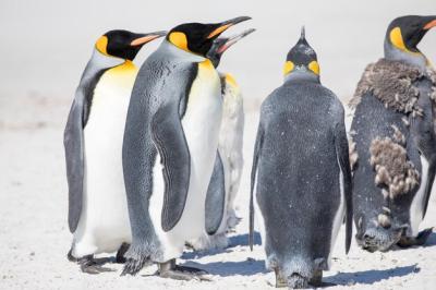 High Angle View of a Bird on Snow – Free Download