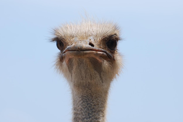 Grim and Stern-Looking Ostrich with Unique Feathers – Free to Download