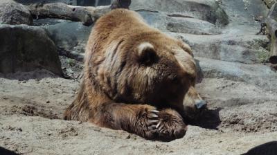 Closeup Shot of a Grizzly Bear Lying Down – Free Download