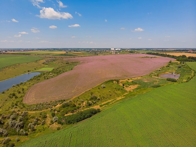 Lavender Field Landscape – Free Stock Photo, Download for Free