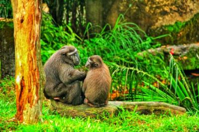 Monkey Sitting in a Tree – Free Stock Photo, Download for Free