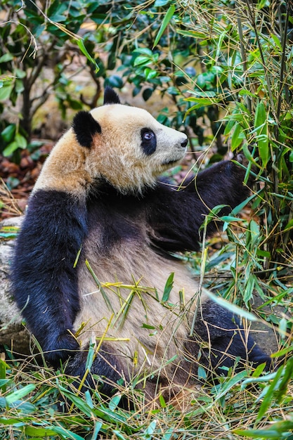 Giant Panda Eating Bamboo in Chengdu, China – Free to Download