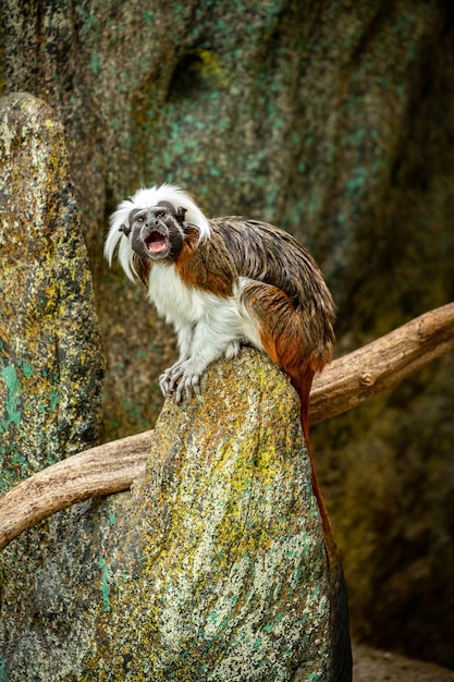 Beautiful and Cute Tamarin Monkey on a Rock – Free Stock Photos for Download