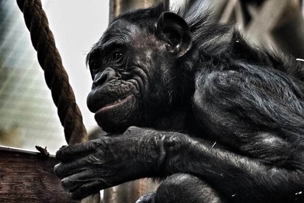 Close-up of a Monkey – Free Stock Photo, Download Free