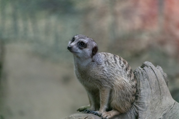 Meerkat Sitting on a Tree Branch in a Park – Free Download