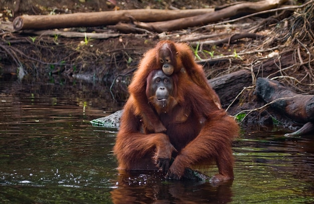 Female and Baby Orangutan Drinking Water in Borneo Jungle – Free Stock Photo for Download